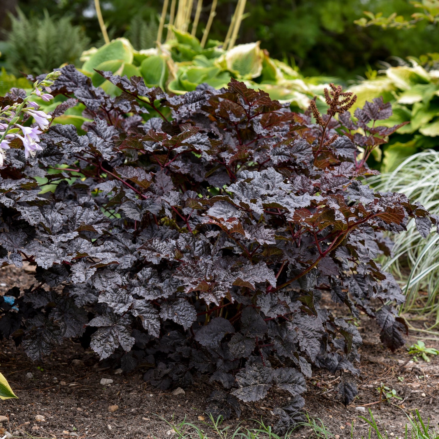 Astilbe Dark Side of the Moon Perennial Proven Winners