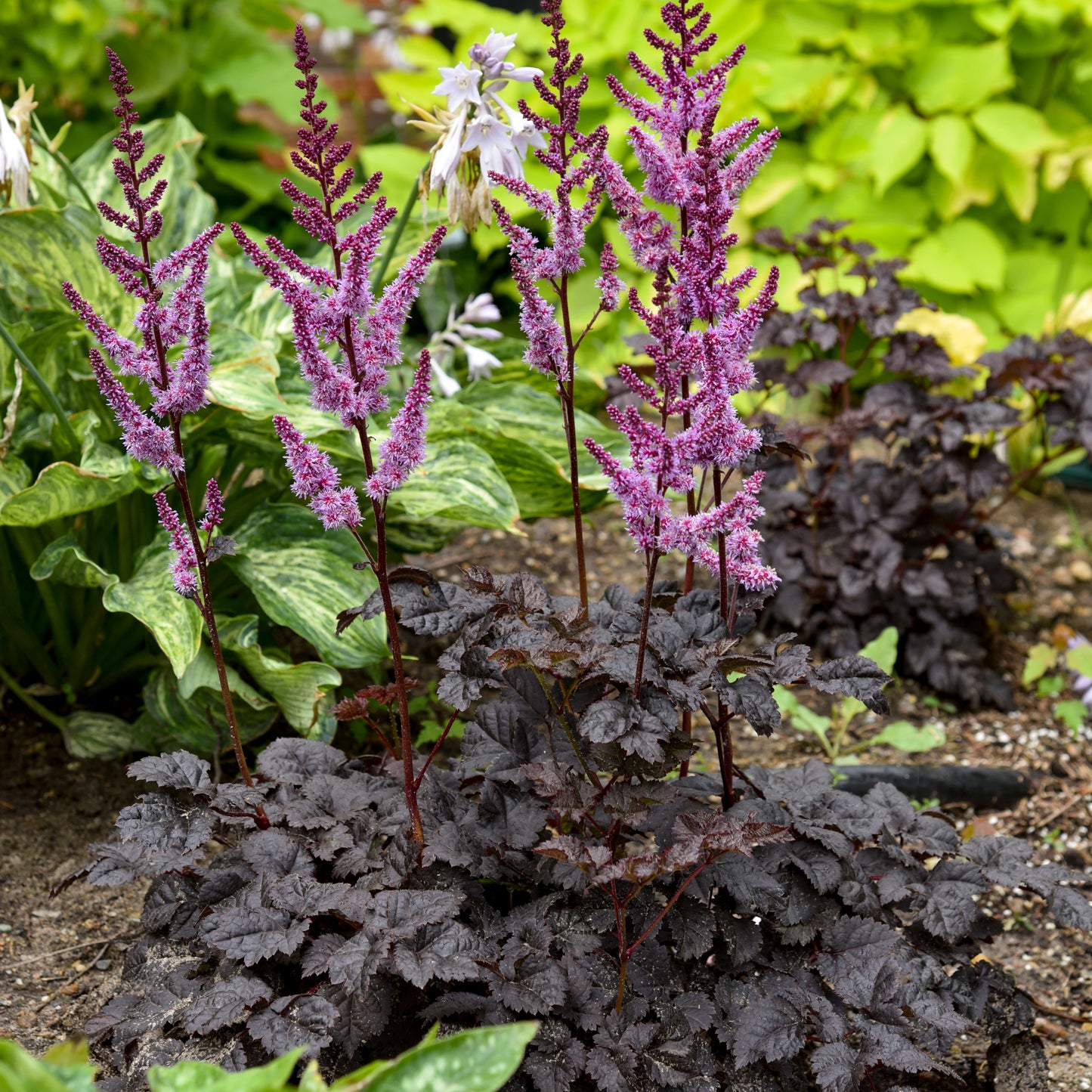 Astilbe Dark Side of the Moon Perennial Proven Winners