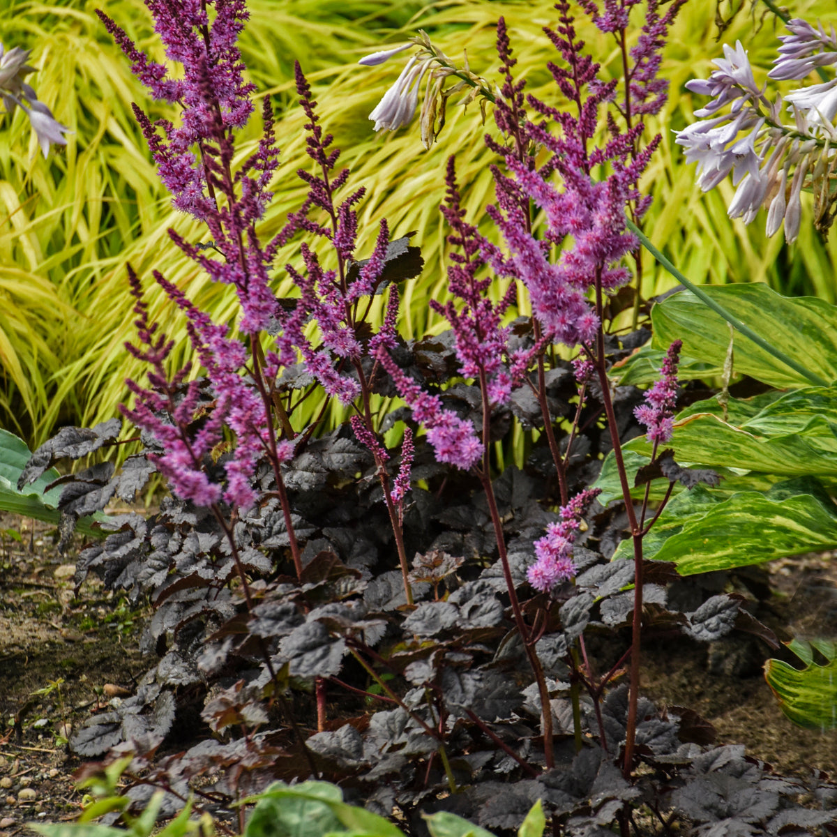 Astilbe Dark Side of the Moon Perennial Proven Winners
