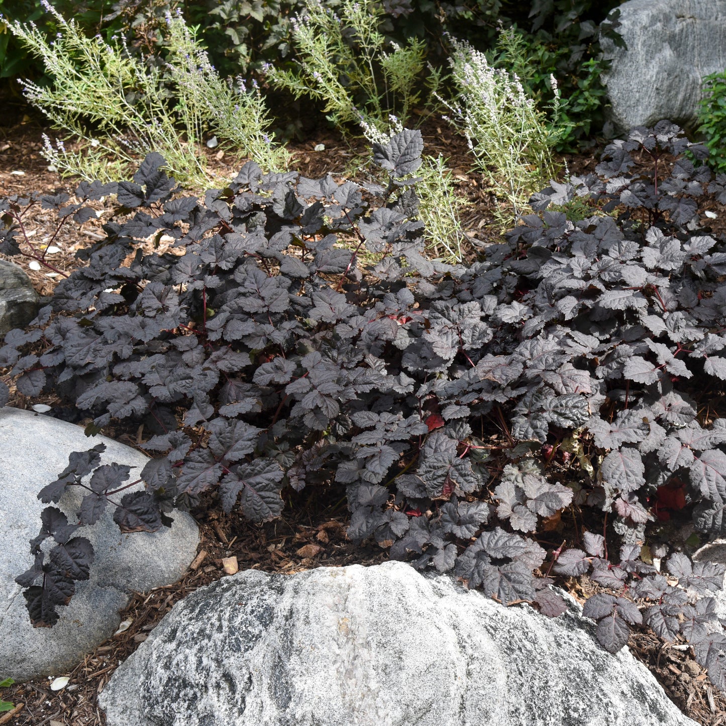 Astilbe Dark Side of the Moon Perennial Proven Winners