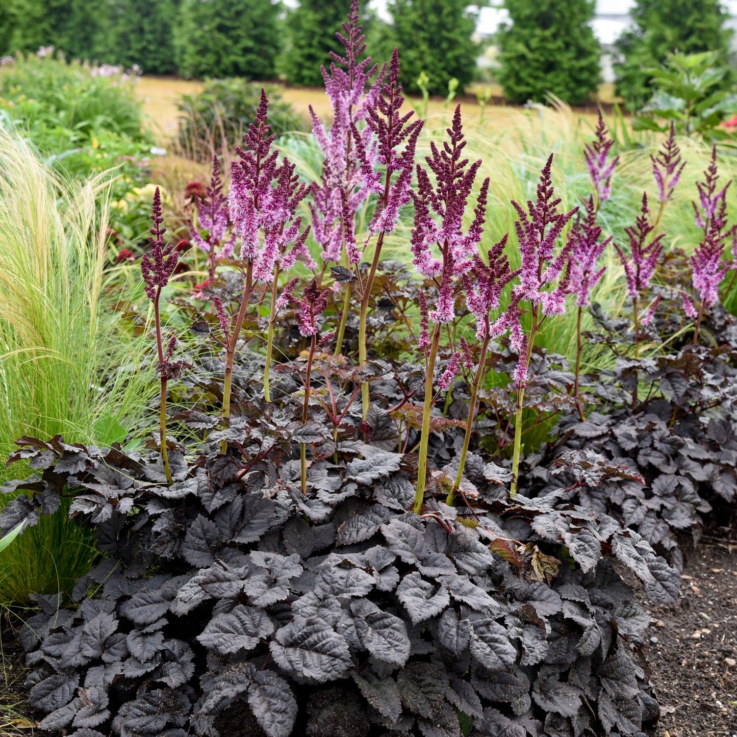 Astilbe Dark Side of the Moon Perennial Proven Winners