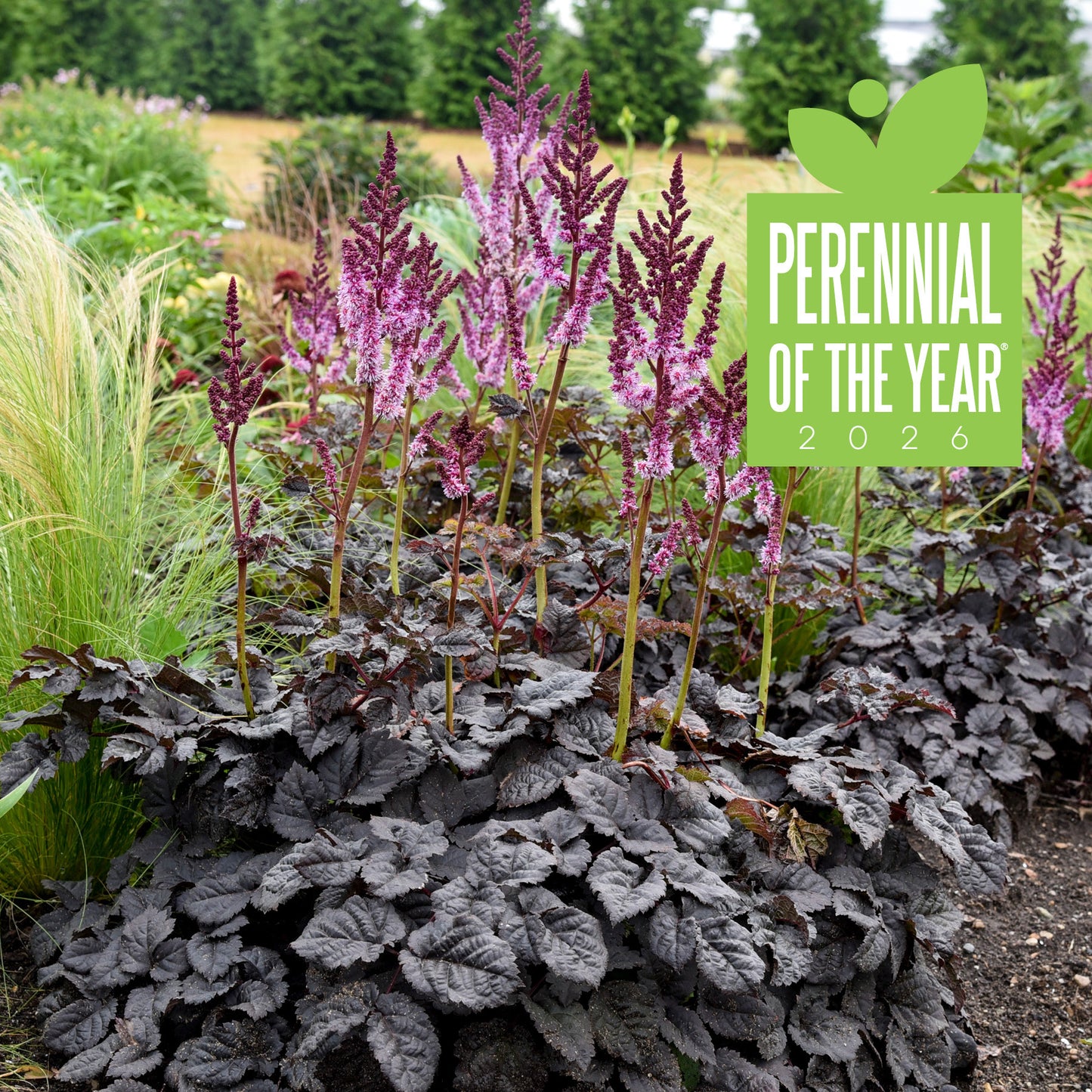 Astilbe Dark Side of the Moon Perennial Proven Winners