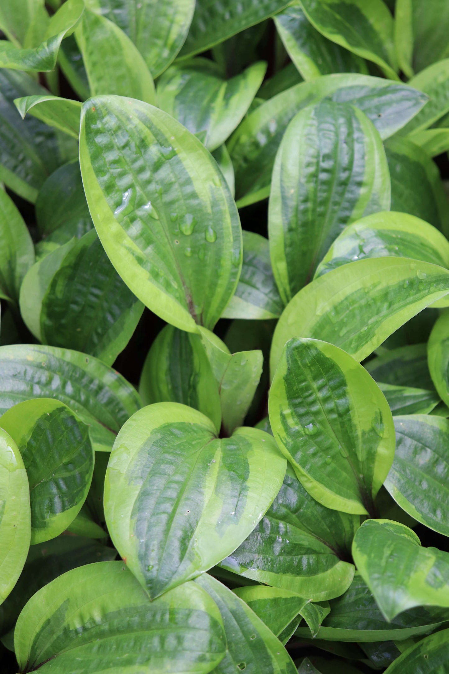 Hosta Avocado Toast 5.25" Pot Well Rooted Perennial Shade Plant