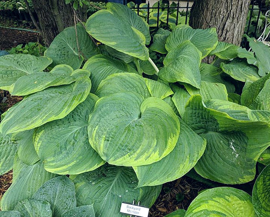 Hosta Backyard Monster 5.25" Pot Well Rooted Perennial Shade Plant