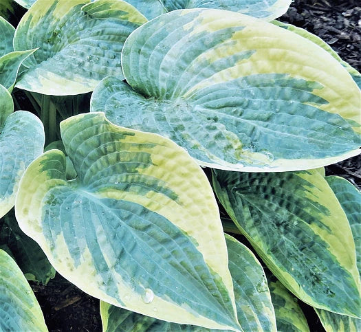 Hosta Blueberries and Cream 5.25" Pot Well Rooted Perennial Shade Plant
