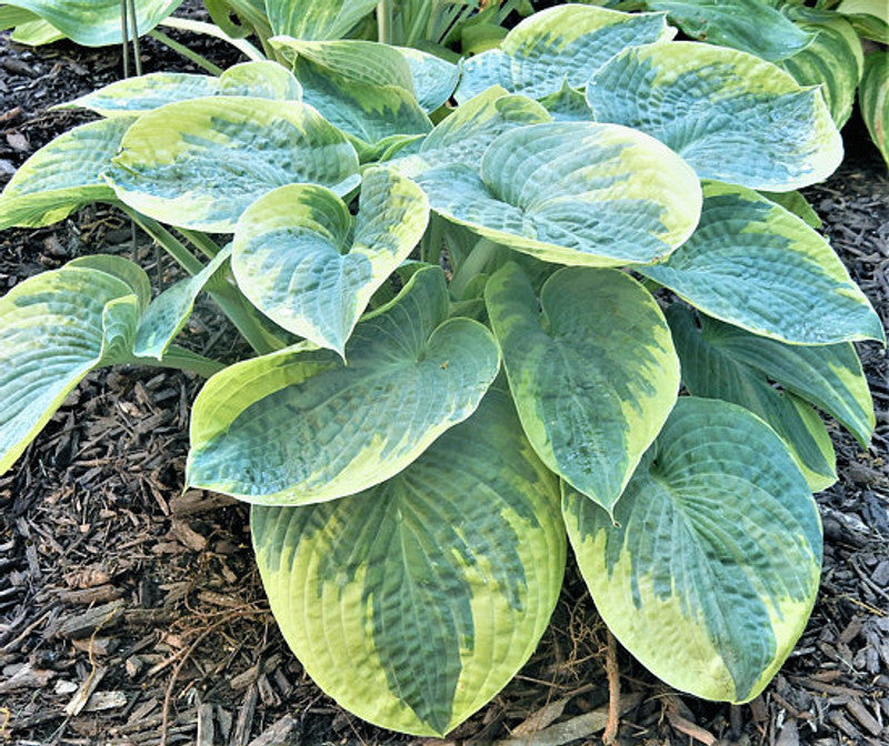 Hosta Blueberries and Cream 5.25" Pot Well Rooted Perennial Shade Plant