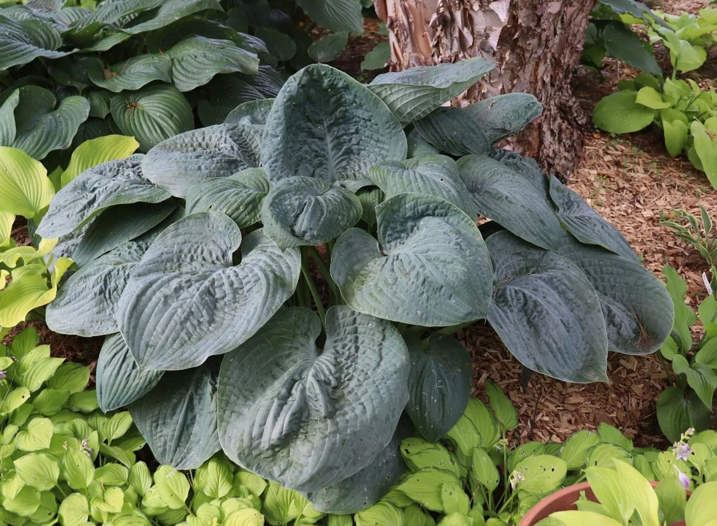Hosta Bluebigwa 5.25" Pot Well Rooted Perennial Shade Plant