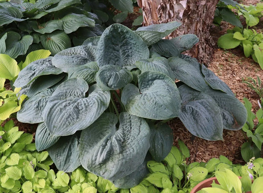 Hosta Bluebigwa 5.25" Pot Well Rooted Perennial Shade Plant