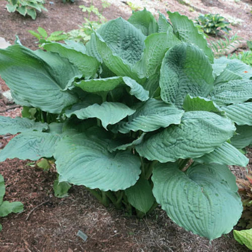 Hosta Brutus 5.25" Pot Well Rooted Perennial Shade Plant