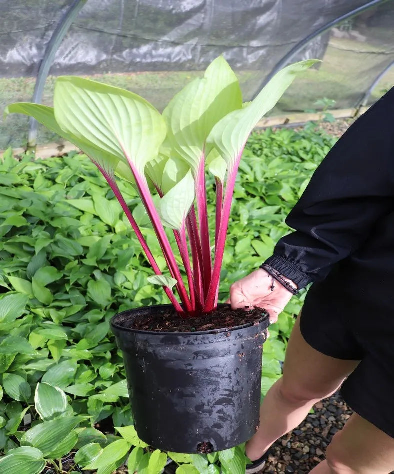 Hosta Cherry Cheesecake 5.25" Pot Well Rooted Perennial Shade Plant