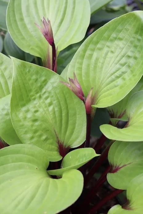 Hosta Cherry Cheesecake 5.25" Pot Well Rooted Perennial Shade Plant