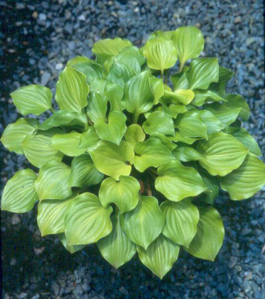 Hosta Crumb Cake 5.25" Pot Well Rooted Perennial Shade Plant