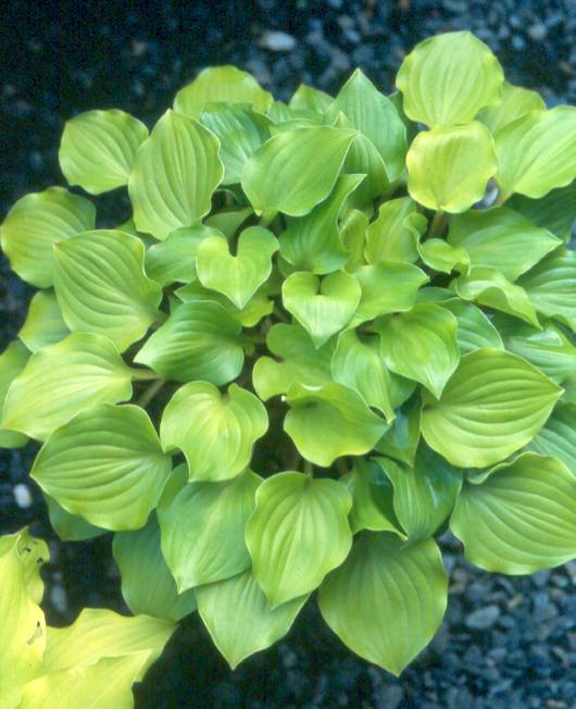 Hosta Crumb Cake 5.25" Pot Well Rooted Perennial Shade Plant