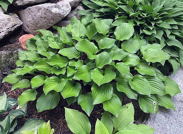 Hosta Crumb Cake 5.25" Pot Well Rooted Perennial Shade Plant