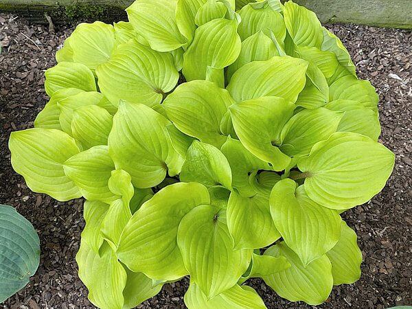 Hosta Crumb Cake 5.25" Pot Well Rooted Perennial Shade Plant