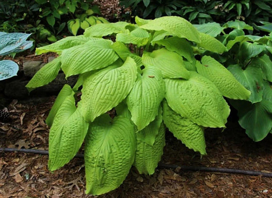 Hosta Dahlonega 5.25" Pot Well Rooted Perennial Shade Plant
