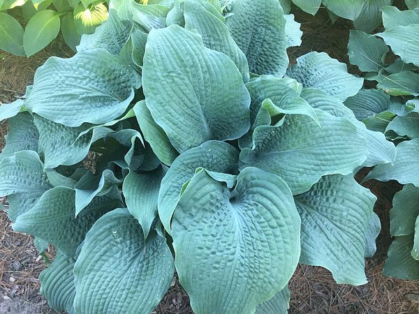 Hosta Epic Blue Wave 5.25" Pot Well Rooted Perennial Shade Plant