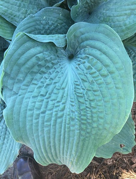 Hosta Epic Blue Wave 5.25" Pot Well Rooted Perennial Shade Plant