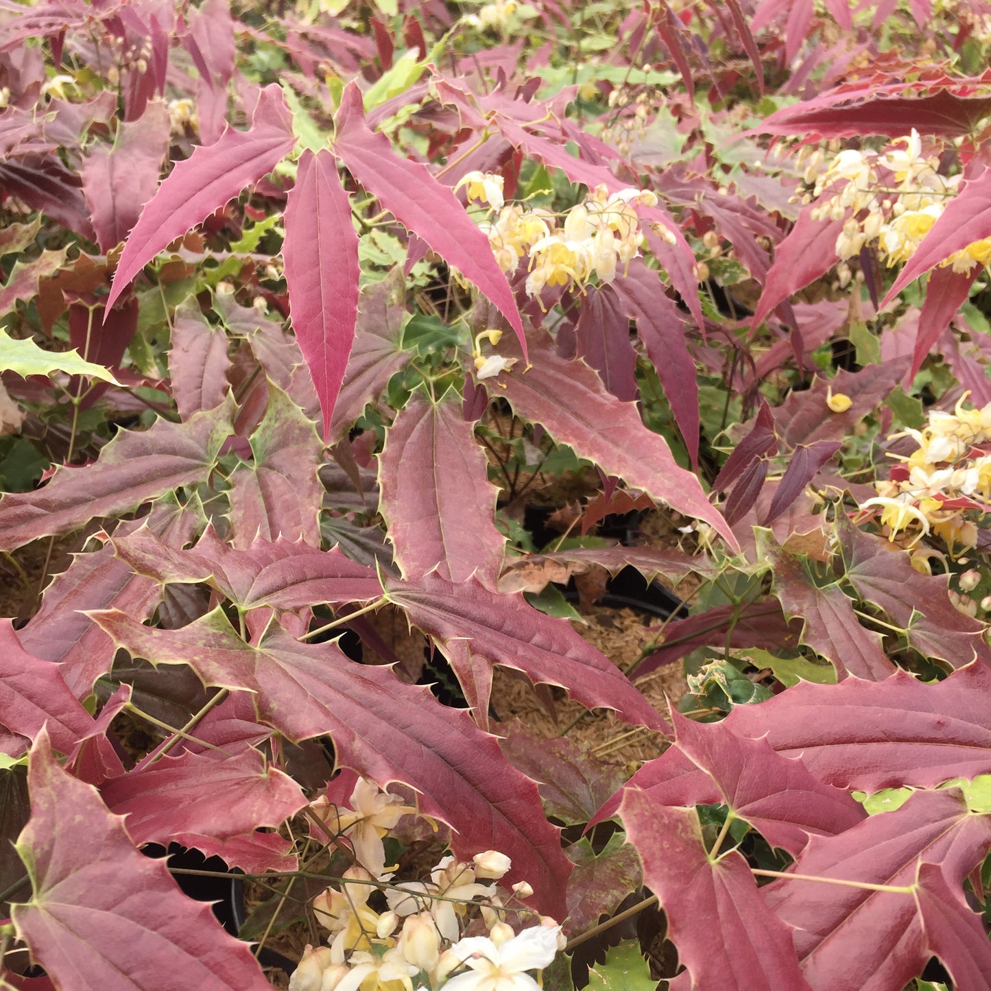 Epimedium Sandy Claws 5.25" Pot Well Rooted Perennial Shade Plant