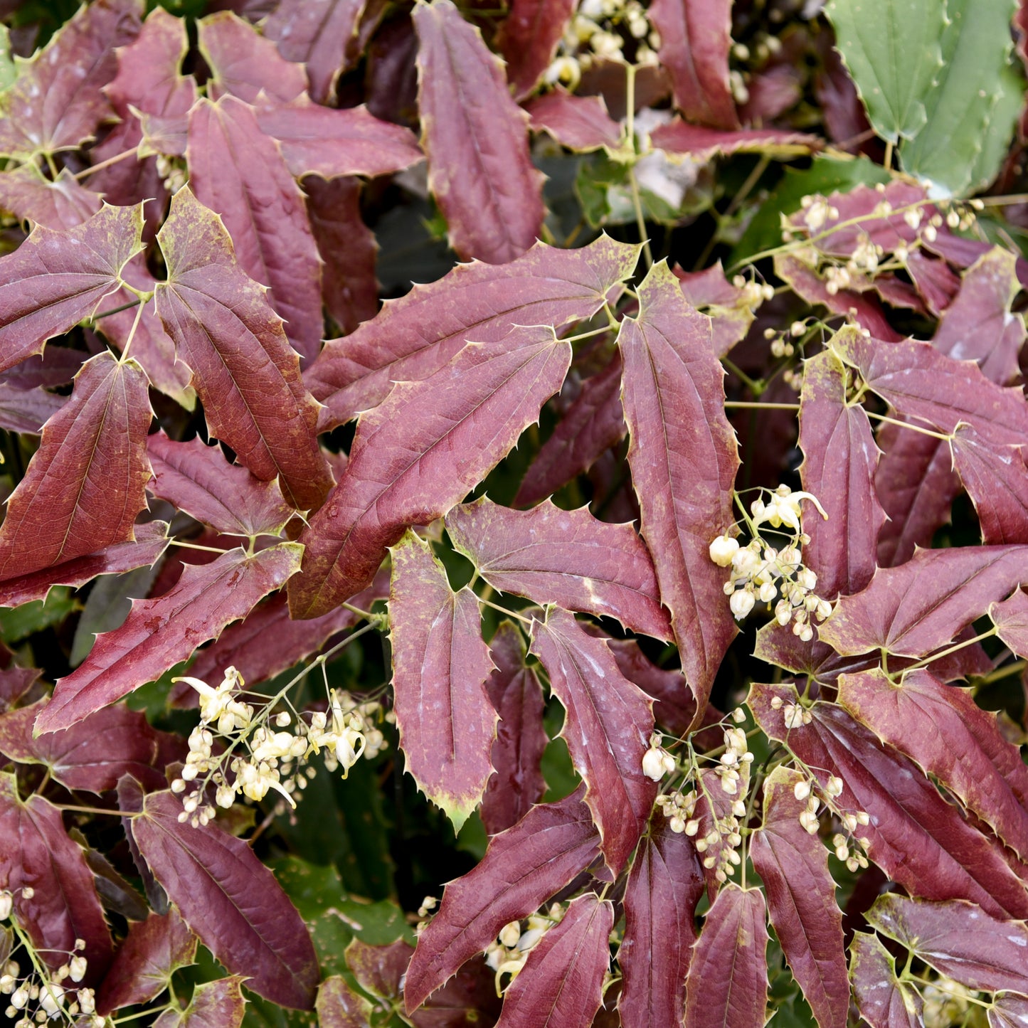 Epimedium Sandy Claws 5.25" Pot Well Rooted Perennial Shade Plant