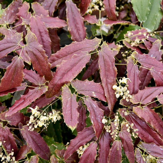 Epimedium Sandy Claws 5.25" Pot Well Rooted Perennial Shade Plant