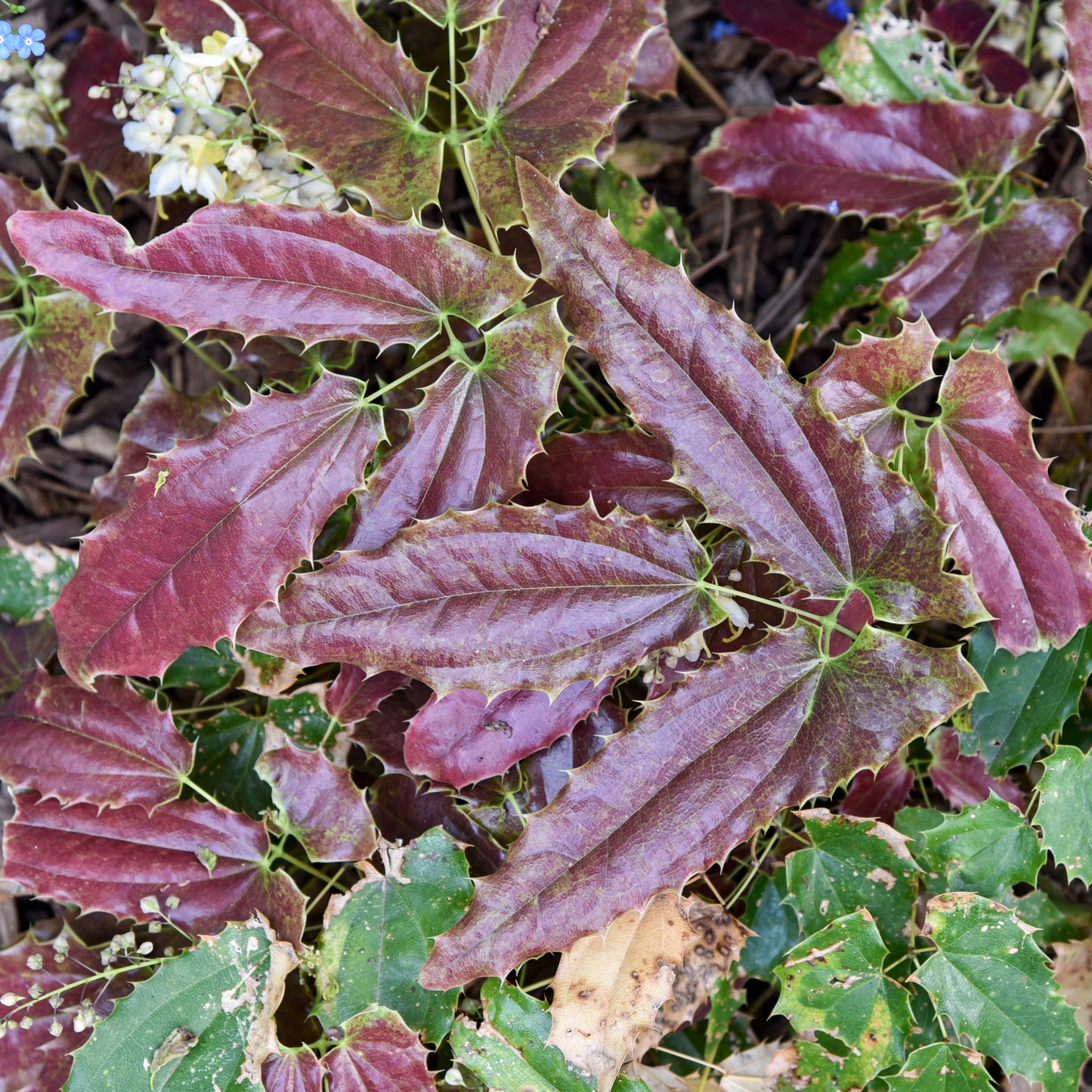 Epimedium Sandy Claws 5.25" Pot Well Rooted Perennial Shade Plant