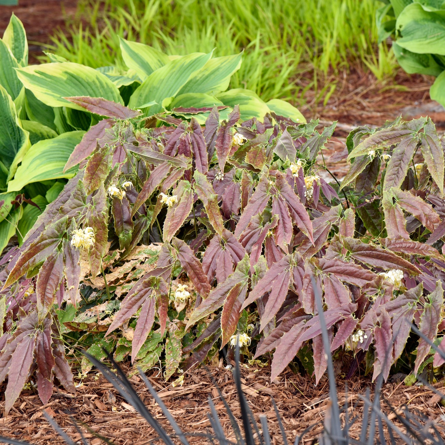 Epimedium Sandy Claws 5.25" Pot Well Rooted Perennial Shade Plant