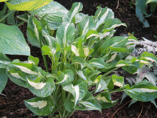 Hosta Foxfire Viper 5.25" Pot Well Rooted Perennial Shade Plant