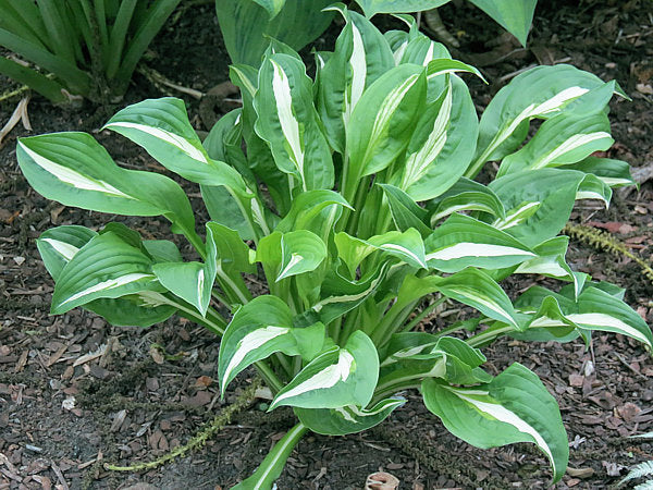 Hosta Foxfire Viper 5.25" Pot Well Rooted Perennial Shade Plant