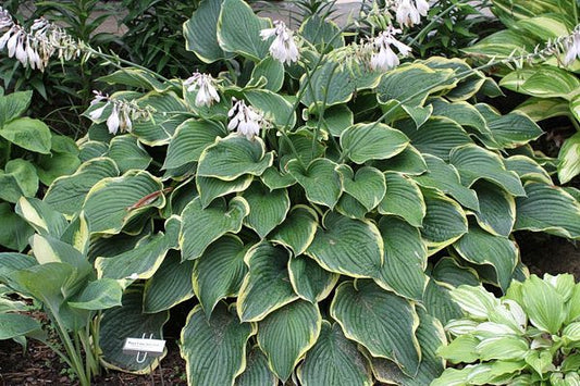 Hosta Frost Giant 5.25" Pot Well Rooted Perennial Shade Plant