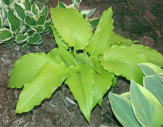 Hosta Gabriel's Horn 5.25" Pot Well Rooted Perennial Shade Plant