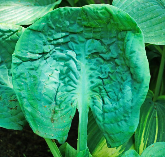 Hosta Generation X 5.25" Pot Well Rooted Perennial Shade Plant