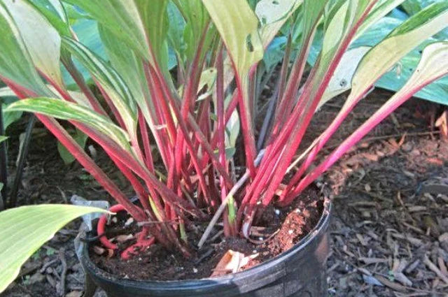 Hosta Grateful Red 5.25" Pot Perennial Shade Variegated Hardy Red Petioles