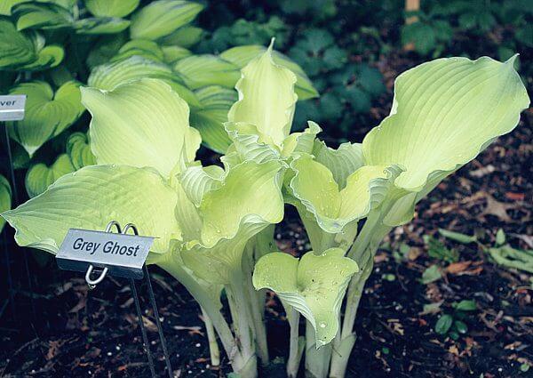 Hosta Grey Ghost 5.25" Pot Well Rooted Perennial Shade Plant