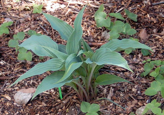 Hosta Hanjas Ida 5.25" Pot Well Rooted Perennial Shade Plant