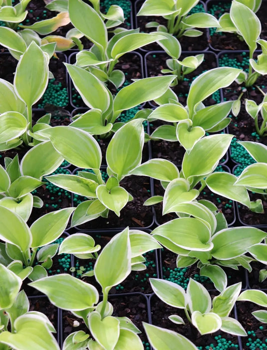 Hosta Hat Trick 5.25" Pot Well Rooted Perennial Shade Plant