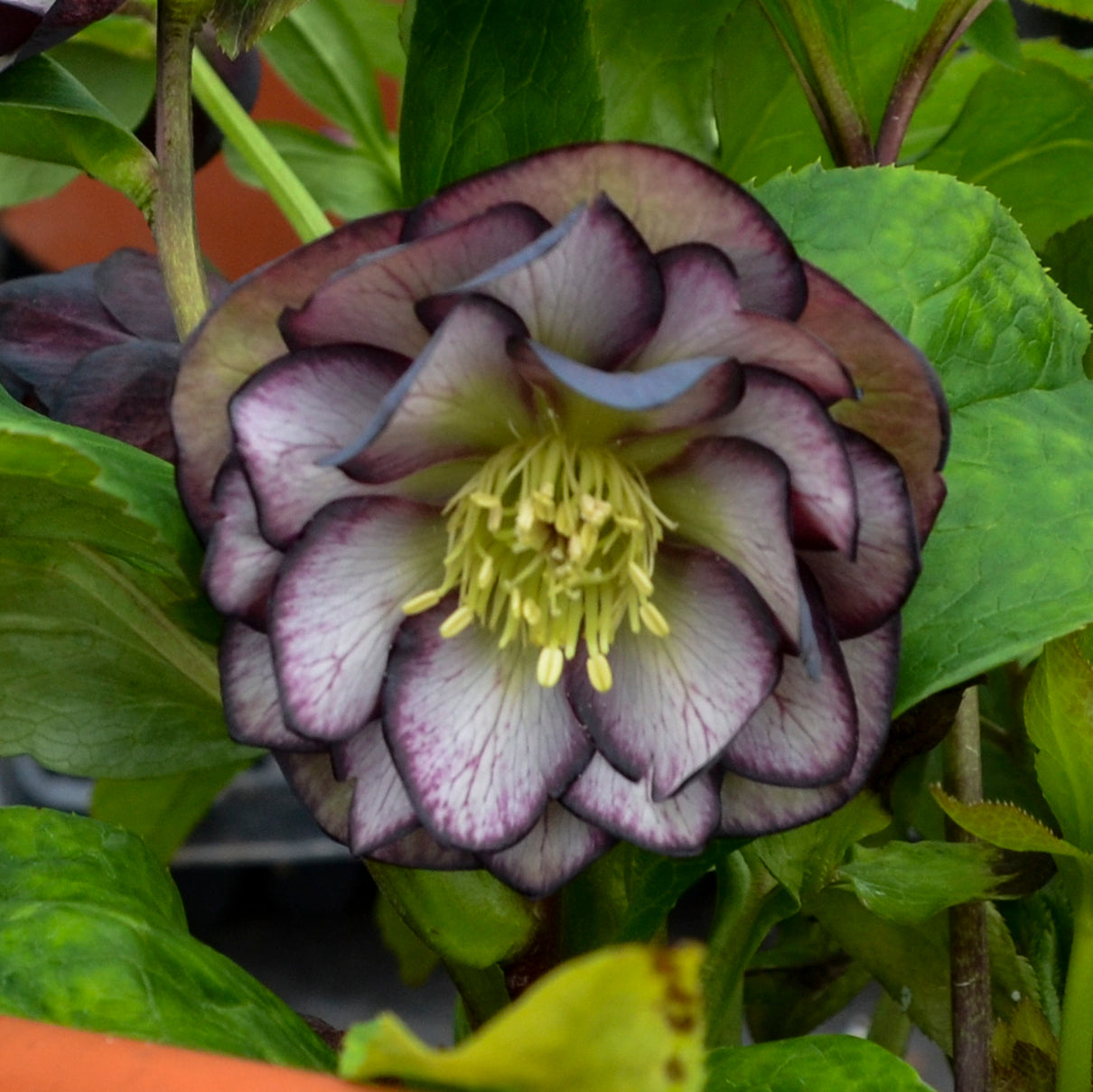 Hellebore Black Tie Affair 5.25" Pot Well Rooted Perennial Shade Plant