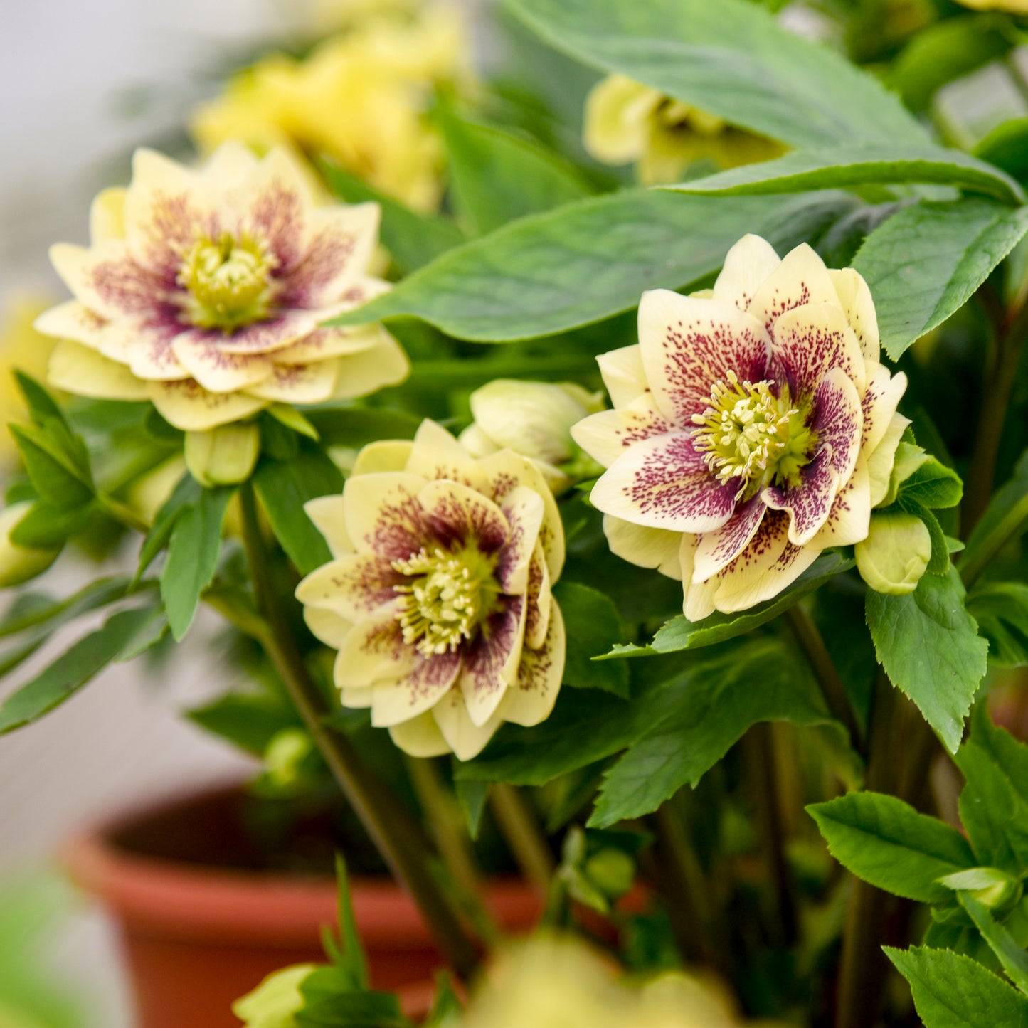 Hellebore Father of the Bride 5.25" Pot Well Rooted Perennial Shade Plant