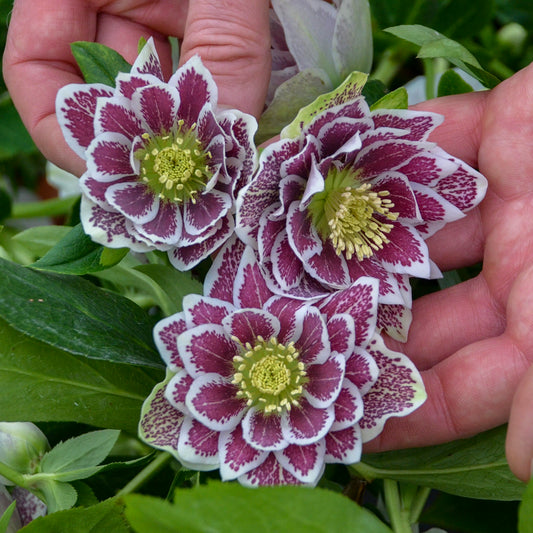 Hellebore Shotgun Wedding 5.25" Pot Well Rooted Perennial Shade Plant