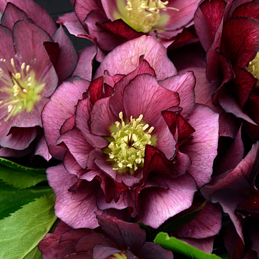 Hellebore True Love 5.25" Pot Well Rooted Perennial Shade Plant