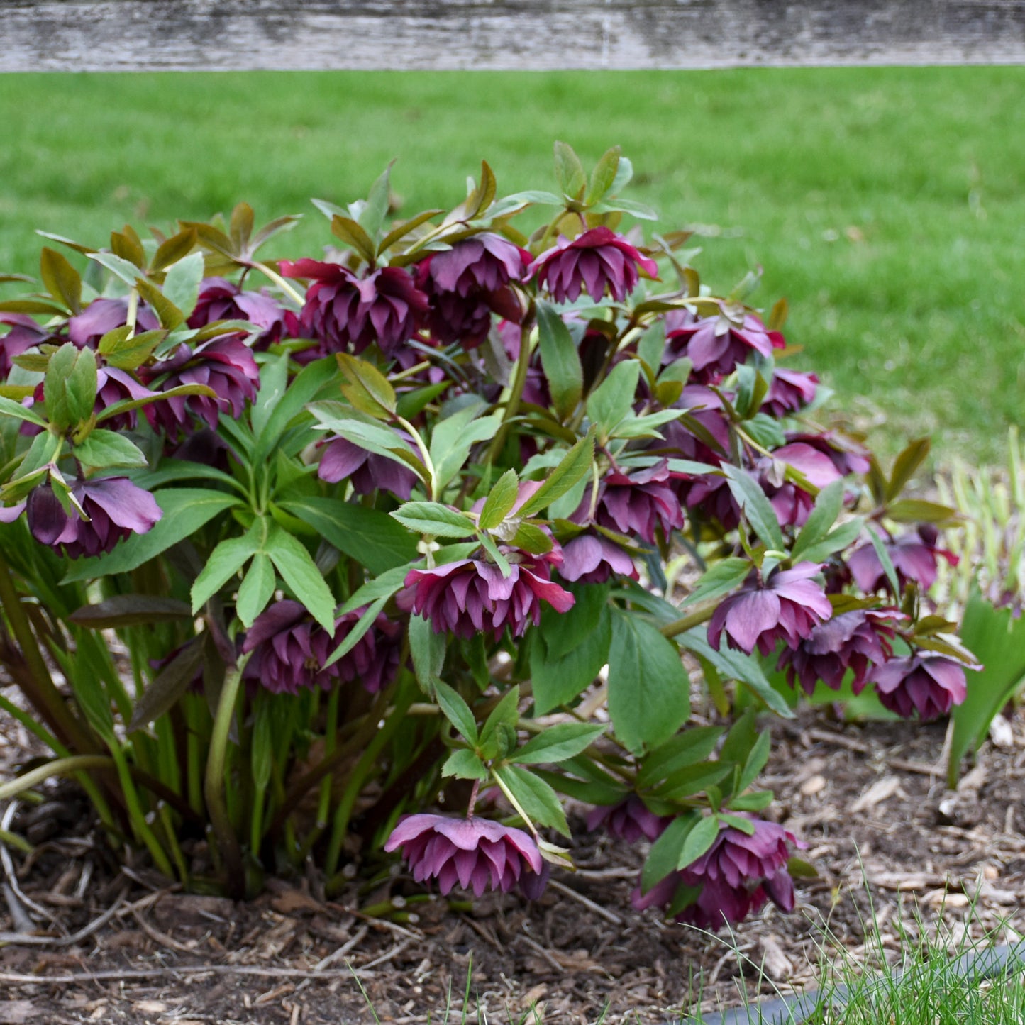Hellebore True Love 5.25" Pot Well Rooted Perennial Shade Plant