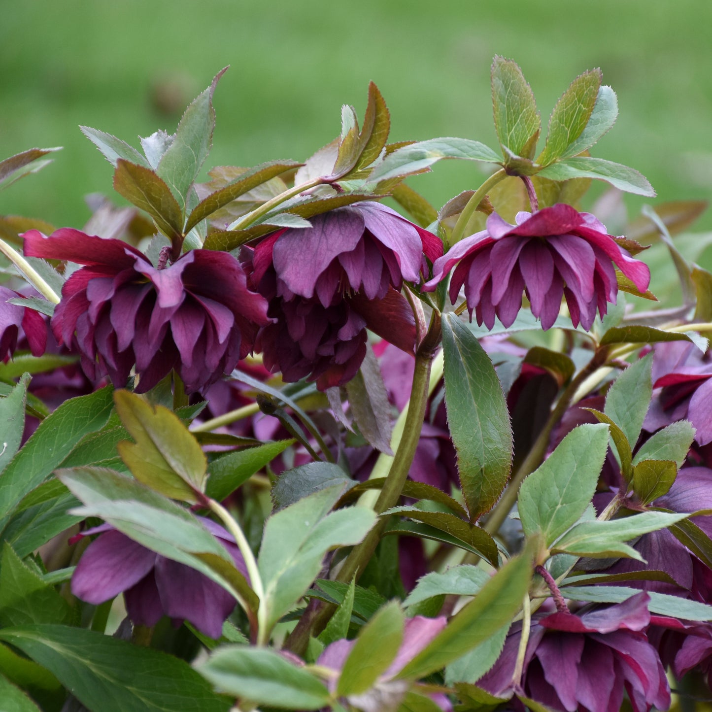 Hellebore True Love 5.25" Pot Well Rooted Perennial Shade Plant