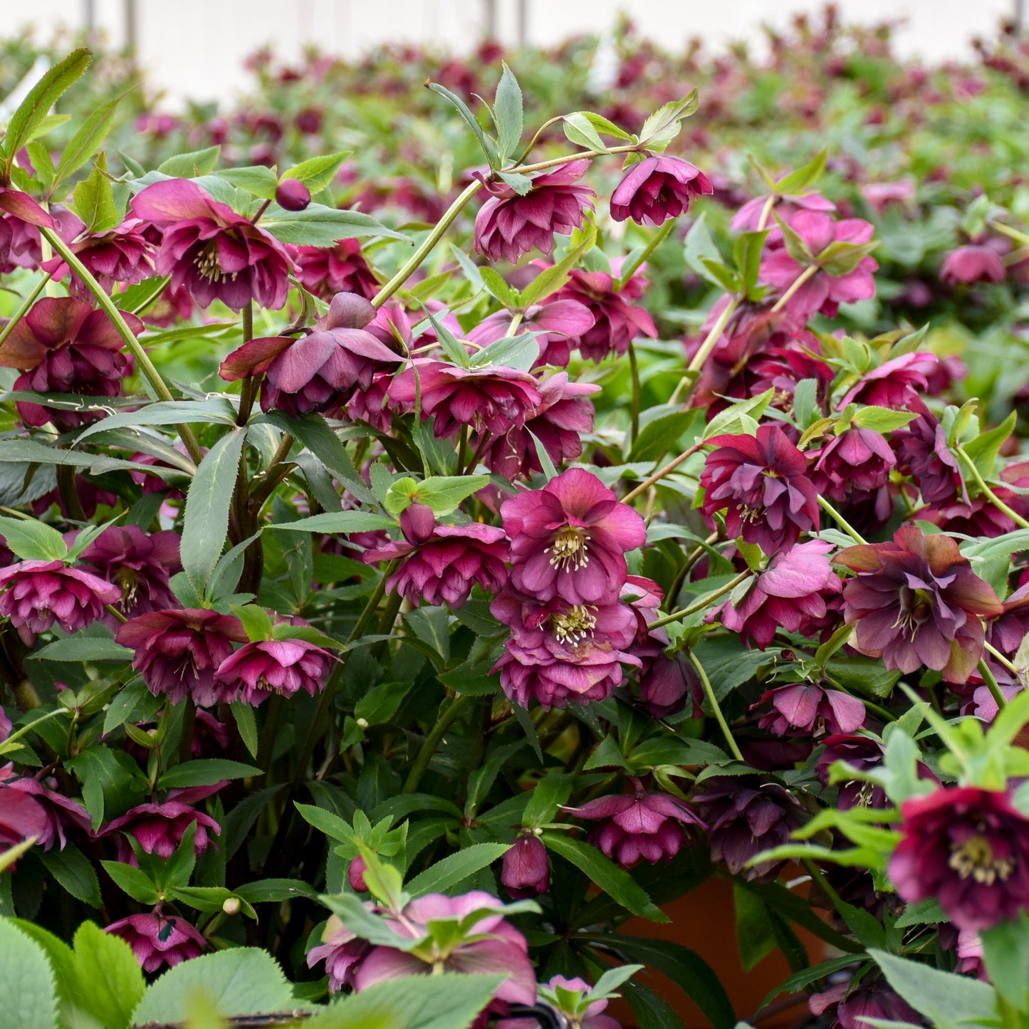 Hellebore True Love 5.25" Pot Well Rooted Perennial Shade Plant