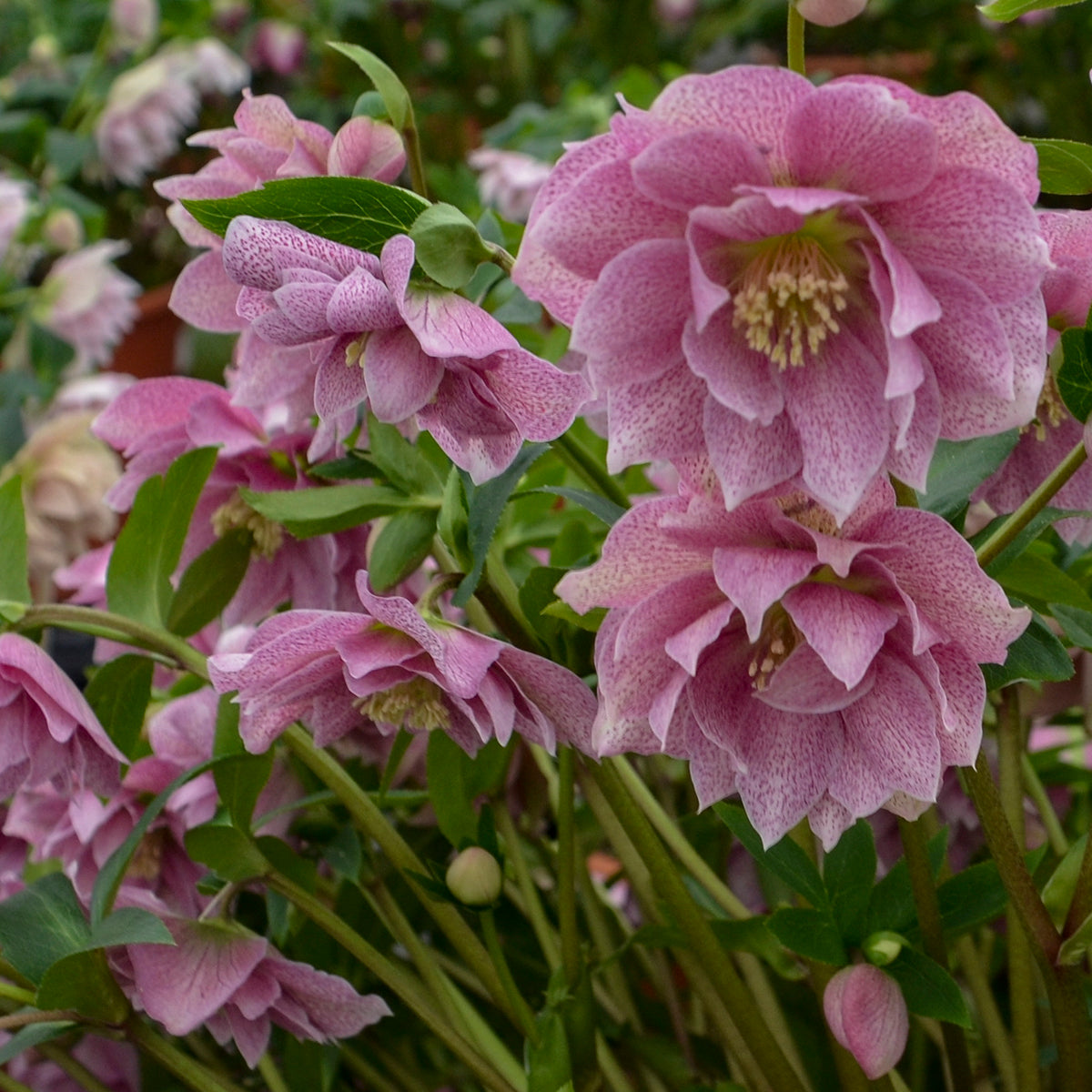 Hellebore Wedding Crasher 5.25" Pot Well Rooted Perennial Shade Plant