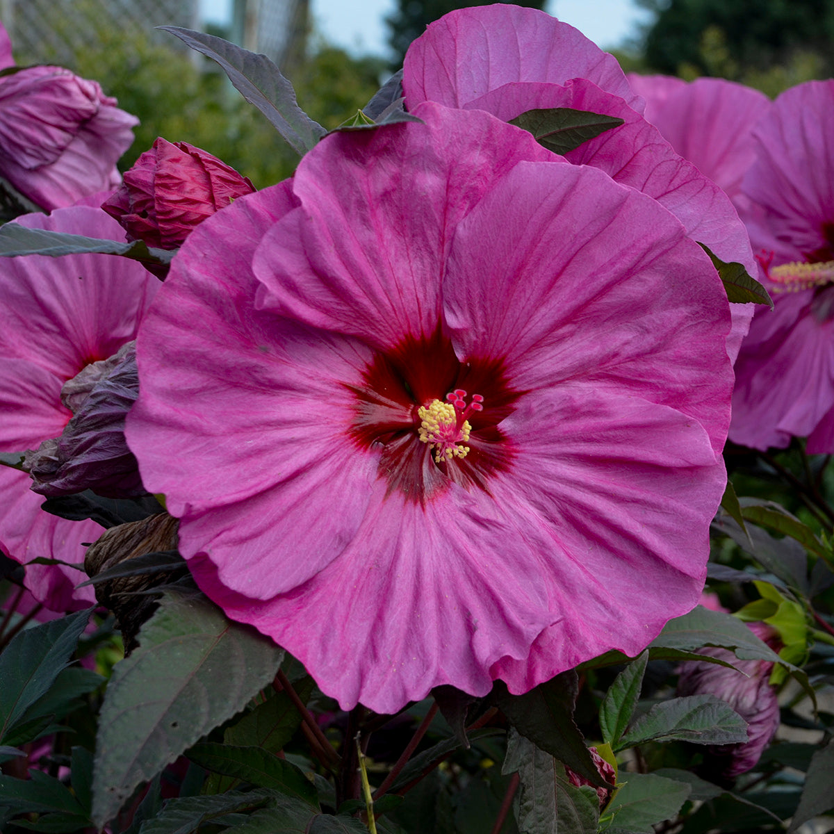 Hibiscus Berry Awesome 5.25" Pot Well Rooted Perennial Proven Winners