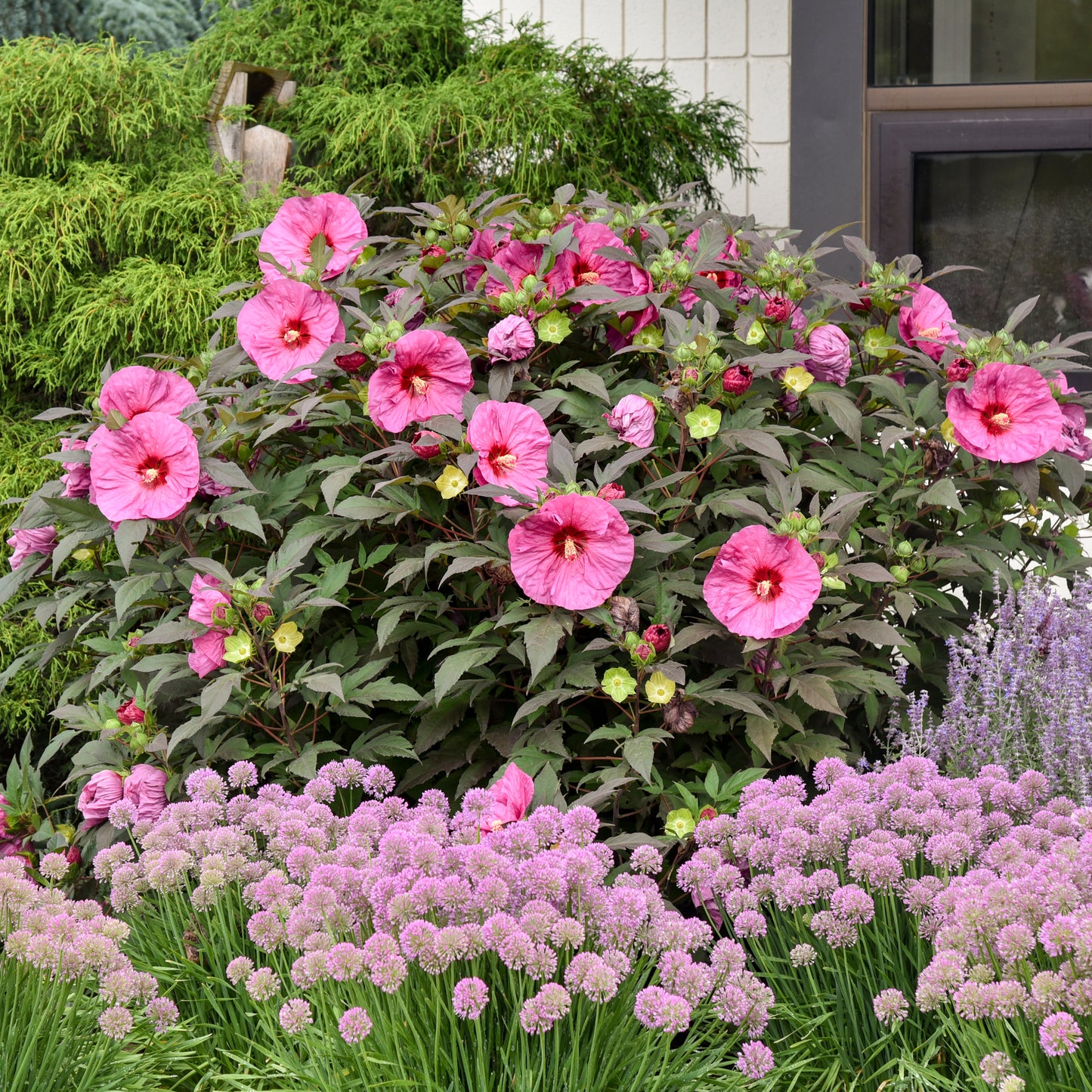 Hibiscus Berry Awesome 5.25" Pot Well Rooted Perennial Proven Winners