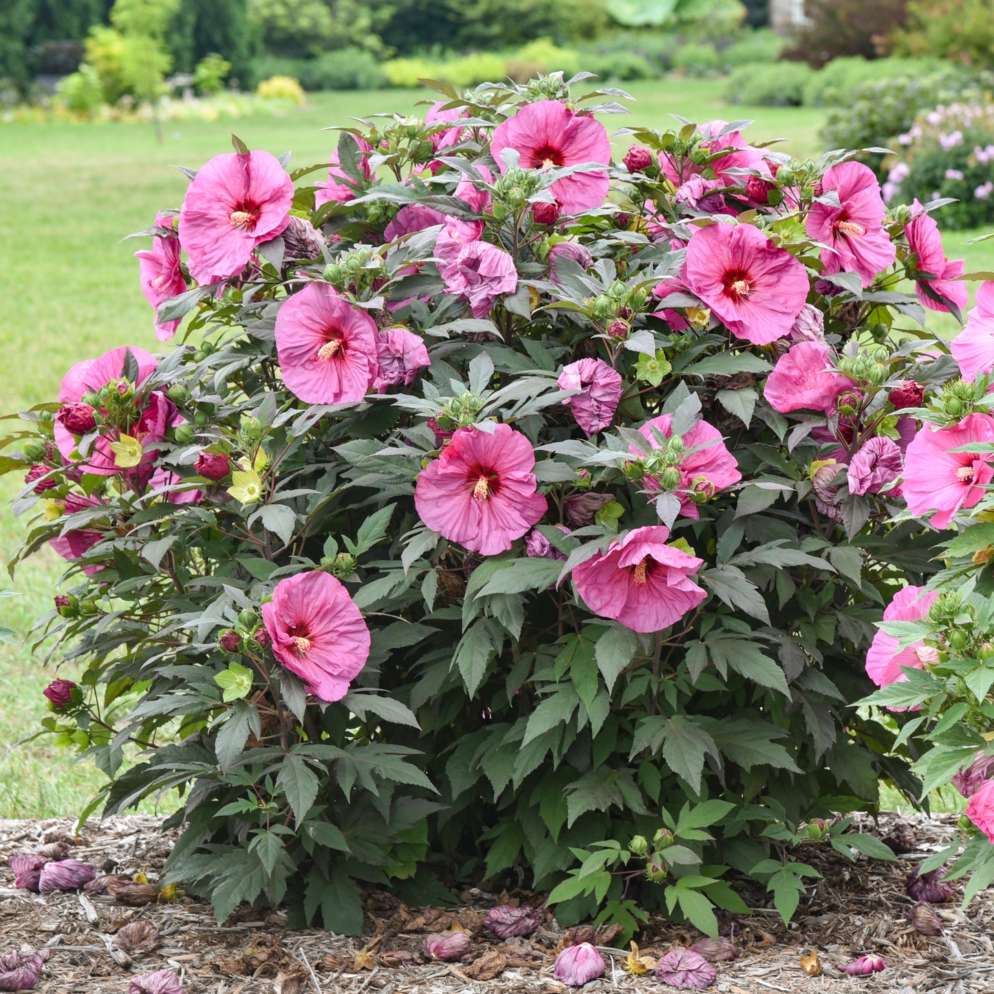 Hibiscus Berry Awesome 5.25" Pot Well Rooted Perennial Proven Winners