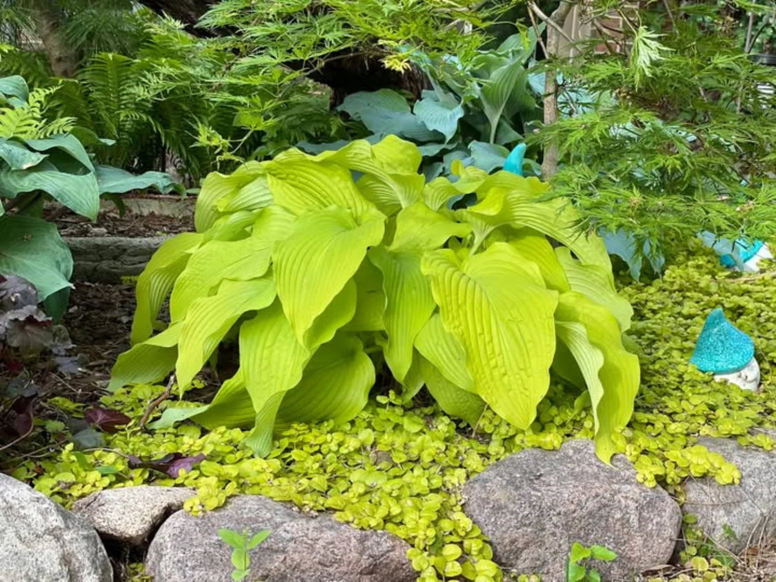 Hosta Honey Dripper 5.25" Pot Well Rooted Perennial Shade Plant