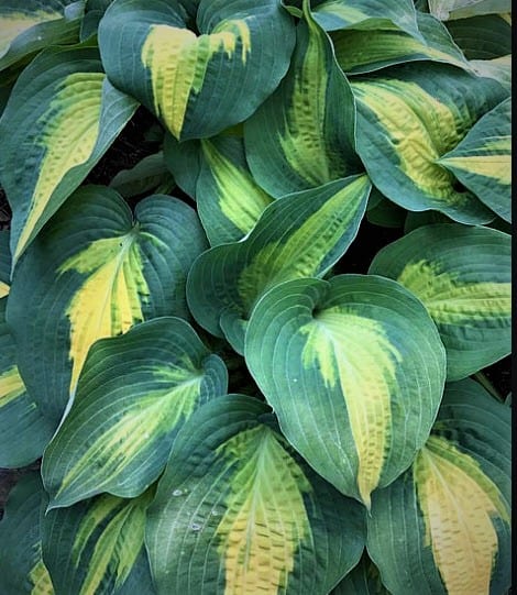 Hosta Smash Hit 5.25" Pot Well Rooted Perennial Shade Plant