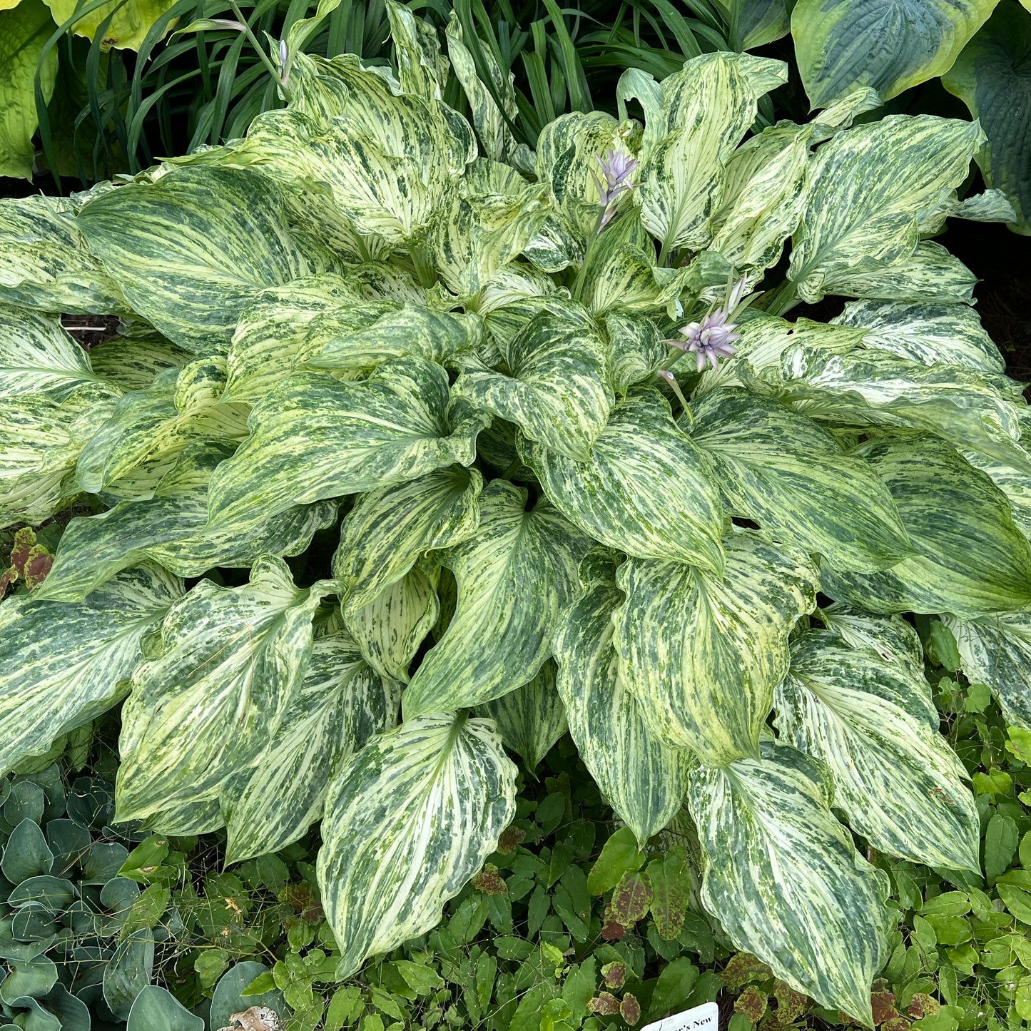 Hosta Emperor's New Clothes 5.25" Pot Unique and New Perennial Shade Plant